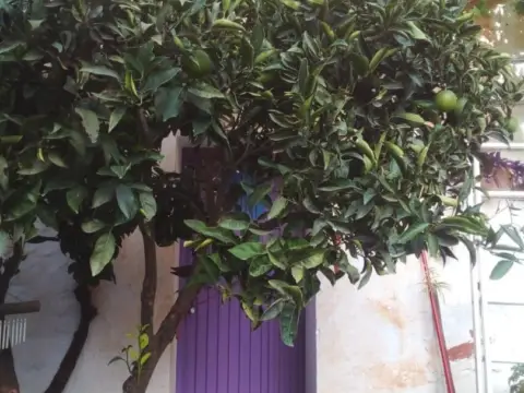 Finca rústica en calle Chaparra, nº 4