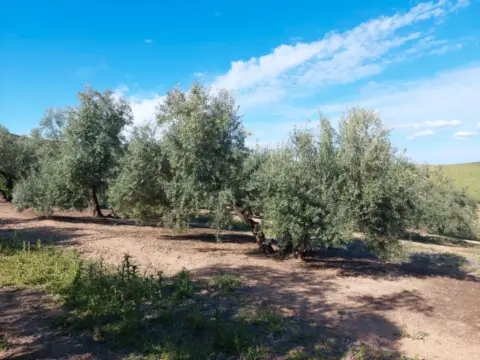 Finca rústica en La Paz-Las Américas-Estación Linares-Baeza