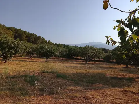 Finca rústica en Madrigal de La Vera