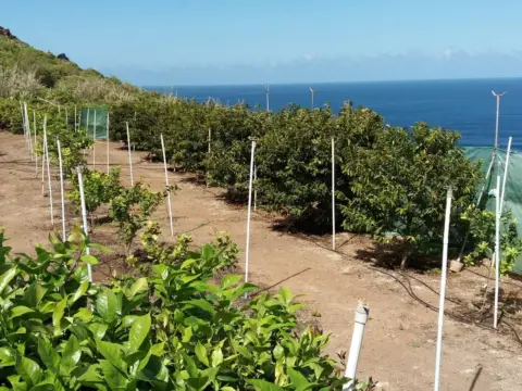 Finca rústica en Buenavista del Norte