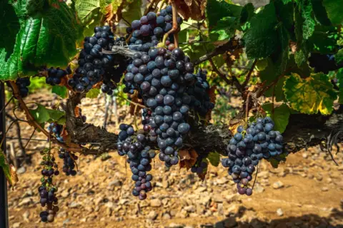 Finca rústica en La Sabinita