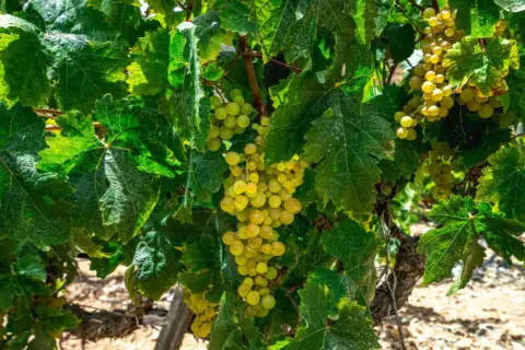 Finca rústica en La Sabinita