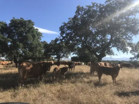 Finca rústica en Malpartida de Plasencia
