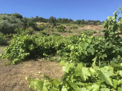 Finca rústica en Malpartida de Plasencia