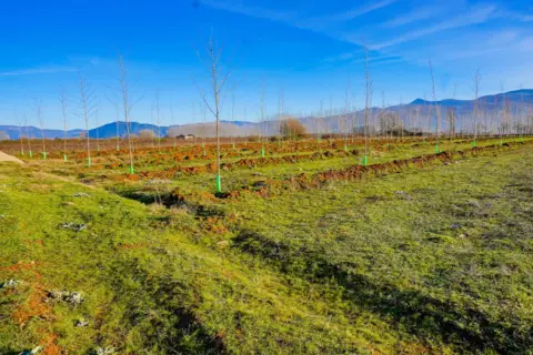 Finca rústica en Flores del Sil-La Martina
