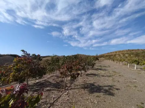 Finca rústica en Hispanidad-Vivar Téllez-Nuevas Urbanizaciones