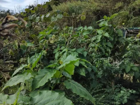 Finca rústica en San Mamés