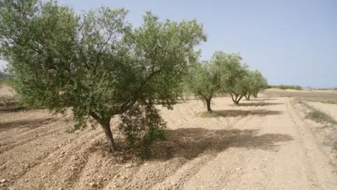 Finca rústica en Jumilla