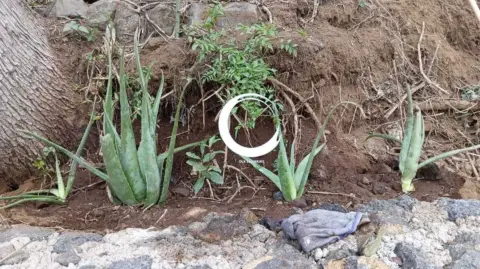 Finca rústica en La Vega