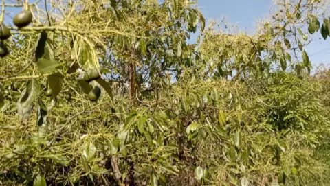 Finca rústica en Torrox Costa