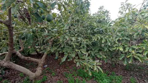 Finca rústica en Torrox Costa