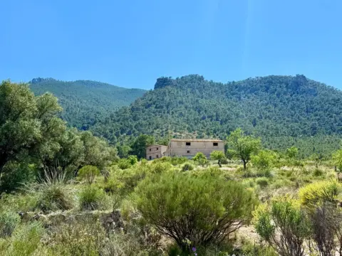 Terreno en Cieza
