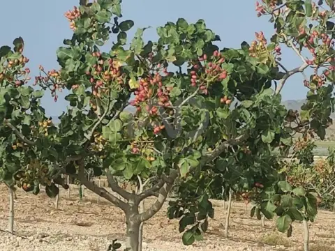Terreno en La Hoya-Almendricos-Purias