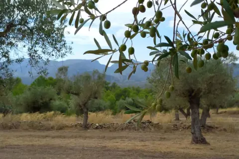 Finca rústica en Tivissa