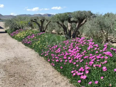 Casa en La Hoya-Almendricos-Purias