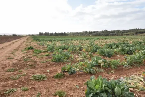 Terreno en Manacor
