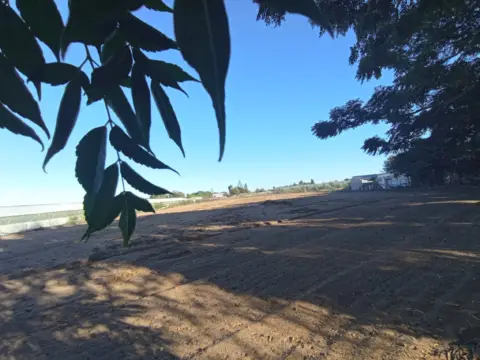 Terreno en calle Camino del Olivar
