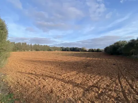 Terreno en Manacor
