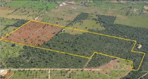 Finca rústica en Porto Cristo