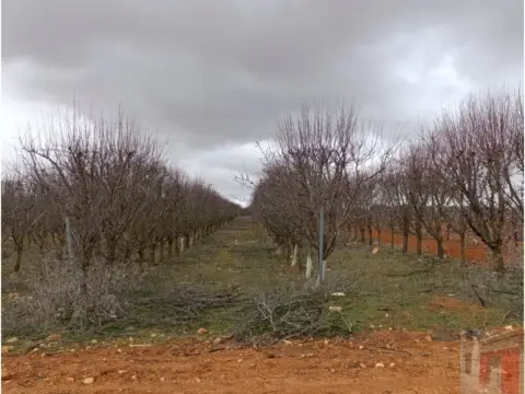 Finca rústica en Ctra. Minaya. Km 4