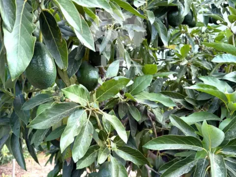 Terreno en Camino de las Ventillas, 1