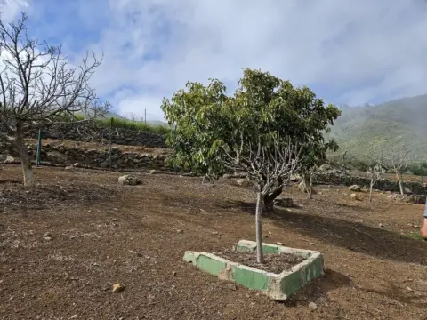 Finca rústica en Carretera A Tejeda, nº S/N