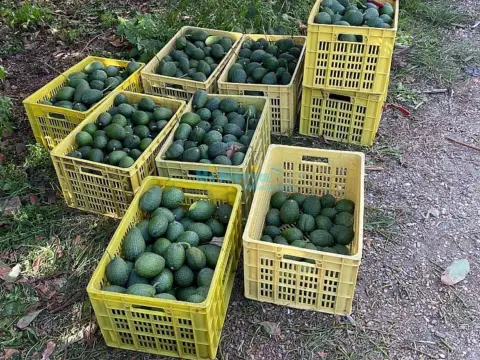 Finca rústica en Núcleo Urbano