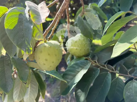 Terreno en Camino de Pataura