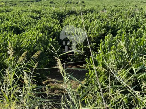 Terreno en Camino de Pataura