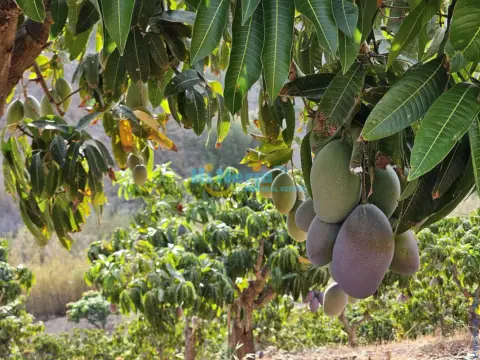 Finca rústica en Núcleo Urbano