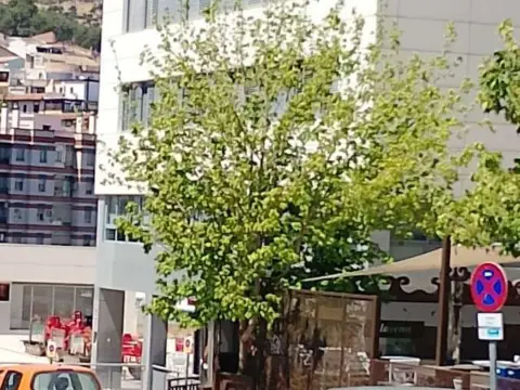 Piso en Avenida Pérez del Álamo