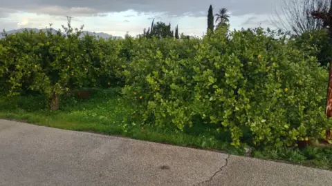 Finca rústica en calle Mayor en Llano de Brujas, 27