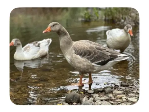 Casa rústica en calle de Casiopea, 1