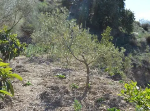 Terreno en Camino Real de La Torre,  1