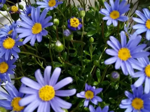 Finca rústica en Carretera Montseny, Km. 9