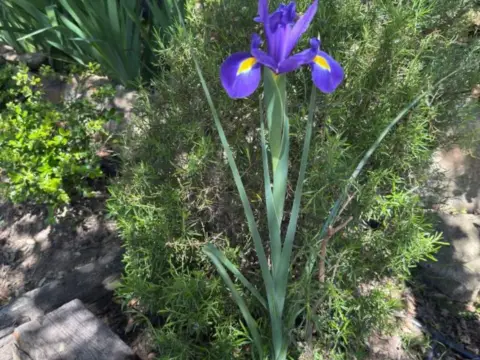 Chalet unifamiliar en Avenida del Tomillar, 58