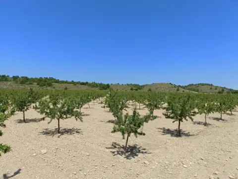 Finca rústica en Camino Camino de Albacete A Jumilla,  1