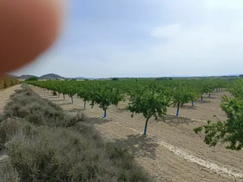 Finca rústica en Camino Camino de Albacete A Jumilla,  1