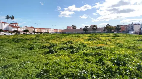 Terreno en calle Aloe Vera, 2
