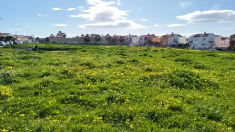 Terreno en calle Aloe Vera, 2