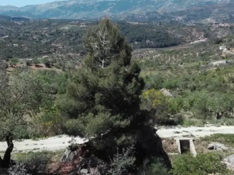 Terreno en Casarabonela