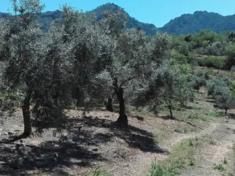 Terreno en Casarabonela