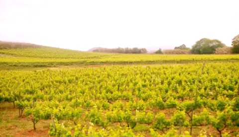 Finca rústica en calle Pastel