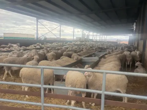 Finca rústica en Carretera de la Finca la Valona Valdepeñas Daimiel