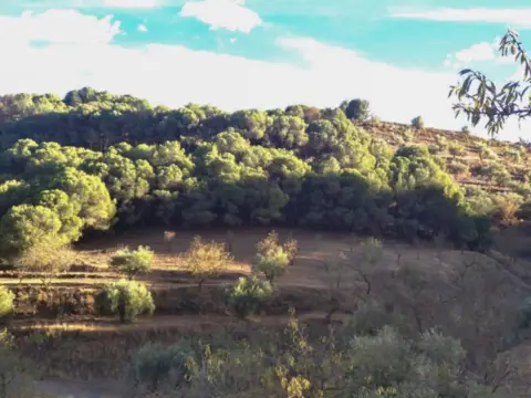 Finca rústica en La Peza