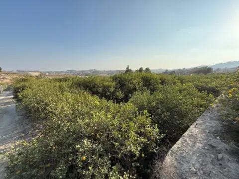 Terreno en Villanueva del Río Segura