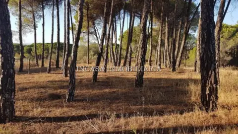 Finca rústica en Beas