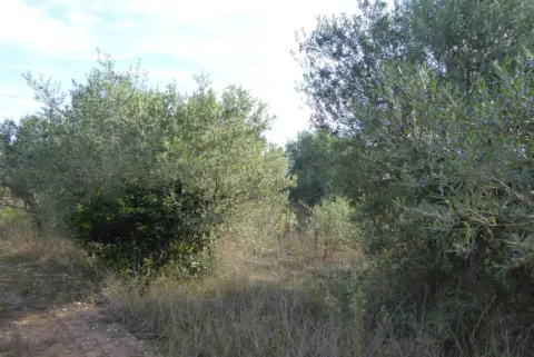 Finca rústica en Poble de Benicarló