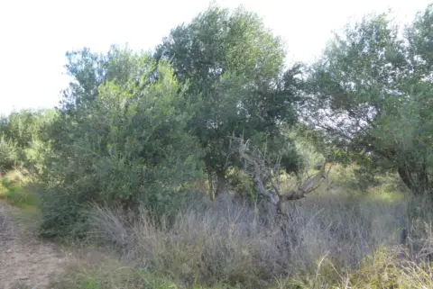 Finca rústica en Poble de Benicarló