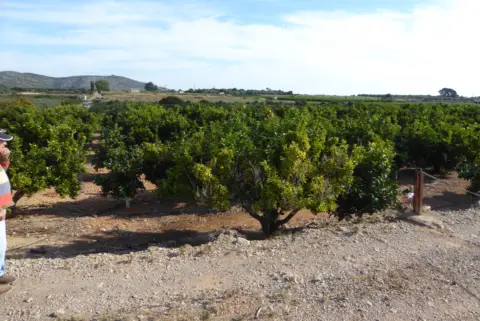 Finca rústica en Poble de Benicarló